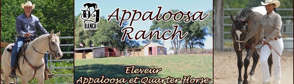 Appaloosa Quarter DJ Ranch – Éleveur de chevaux