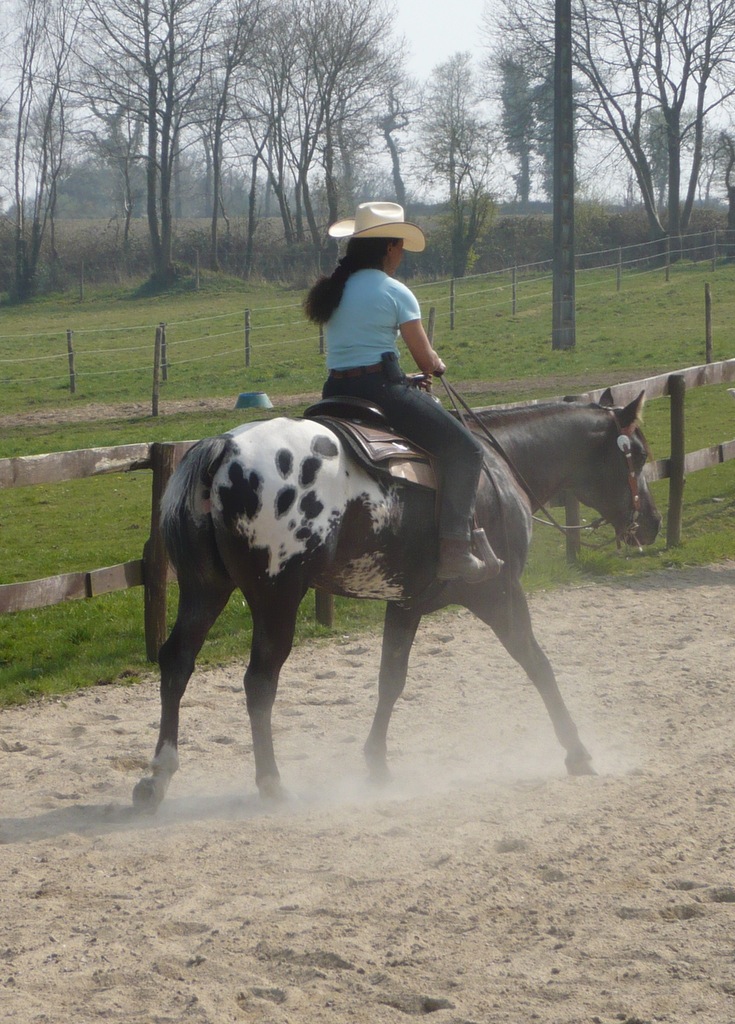 élevage de chevaux appaloosa et quarter, ranch 56