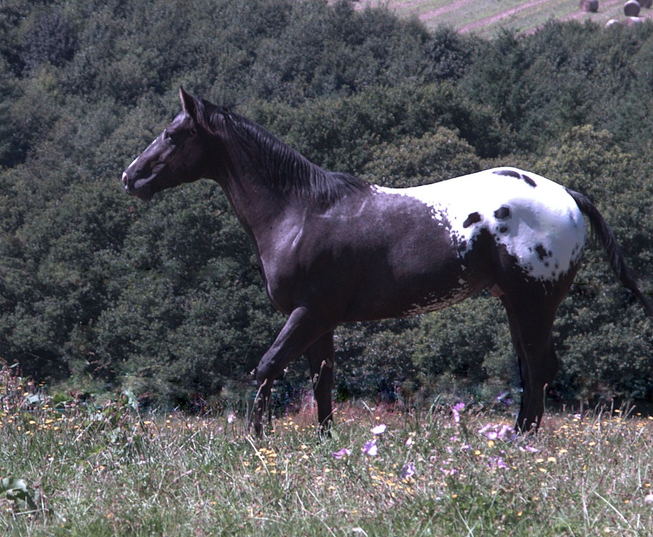 élevage de chevaux appaloosa et quarter, ranch 56