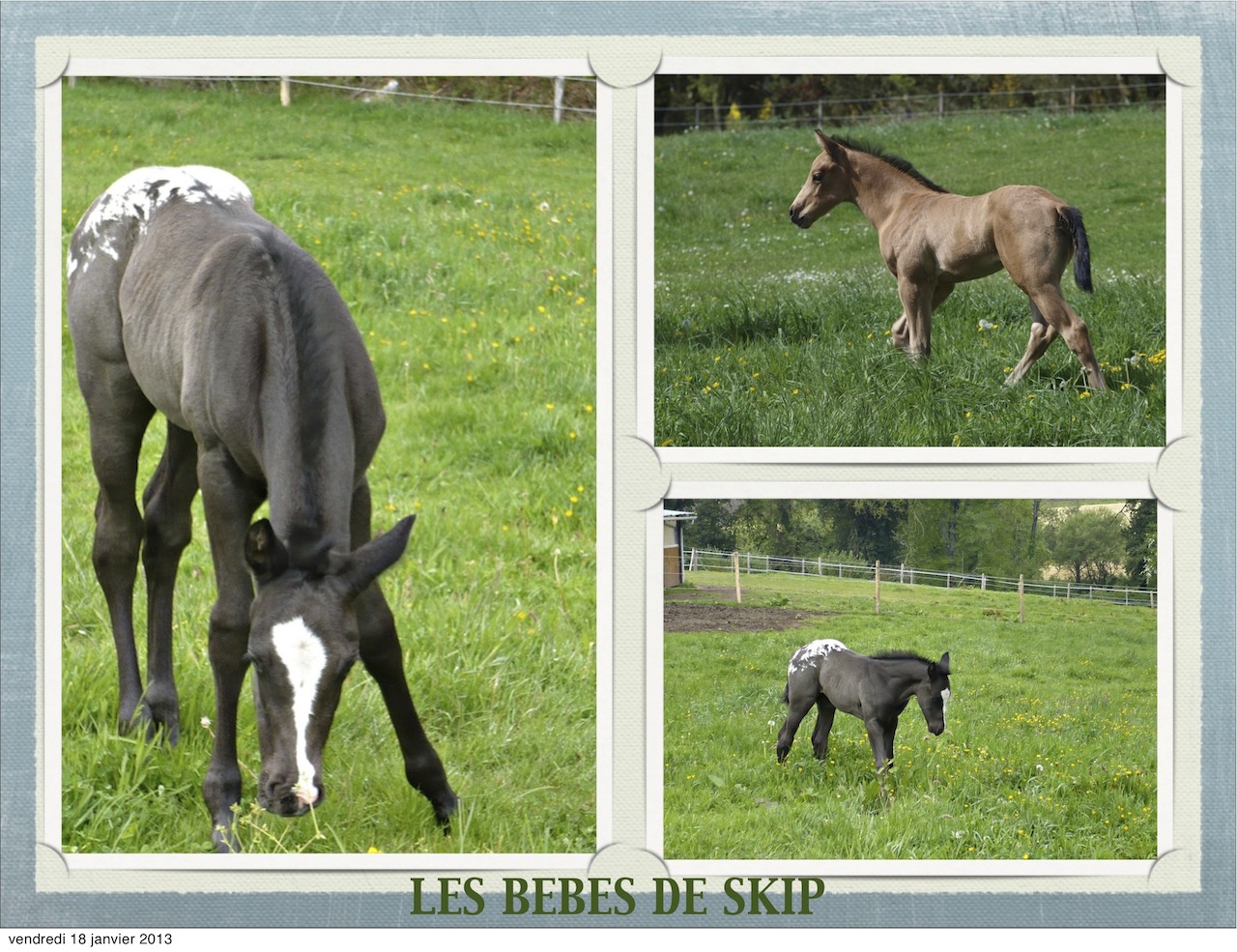poulains de saillie Appaloosa élevage chevaux Bretagne