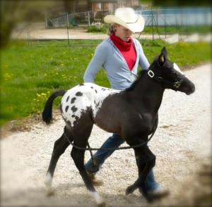 étalon appaloosa