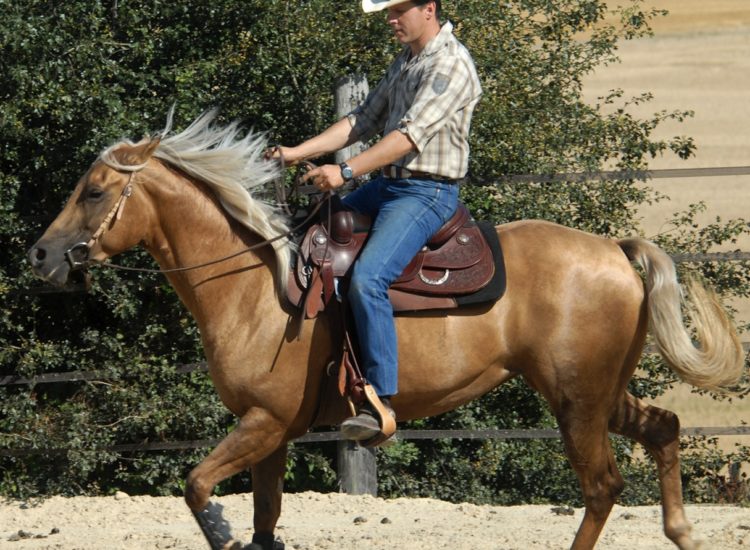 Poulinière Quarter Horse Ranch Appaloosa Dry Jac Flash