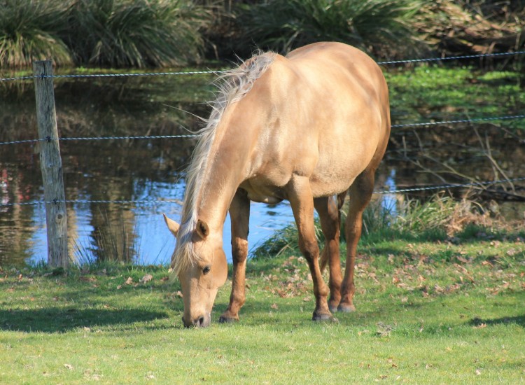 Poulinière Quarter Horse Ranch Appaloosa Dry Jac Flash