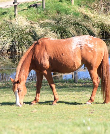 Poulinière Appaloosa, championne de reining