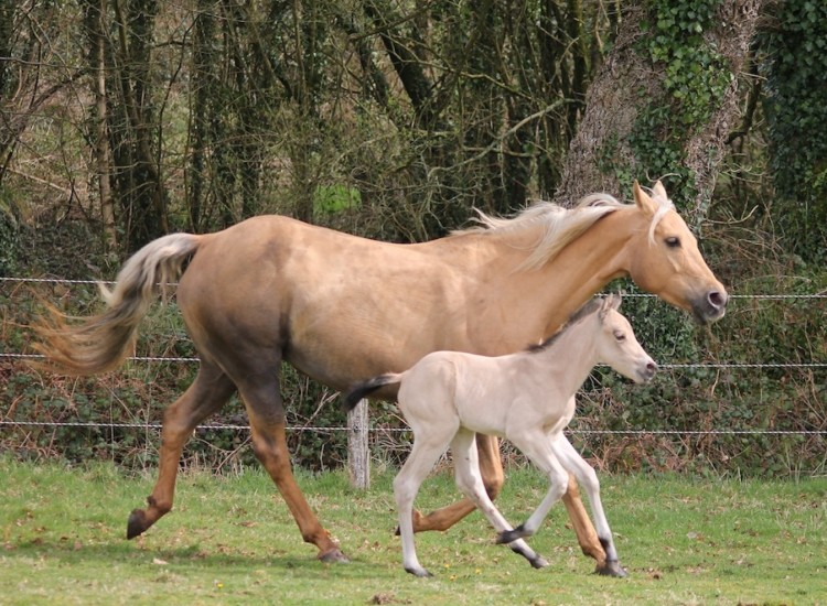 Poulinière Quarter Horse Ranch Appaloosa Dry Jac Flash