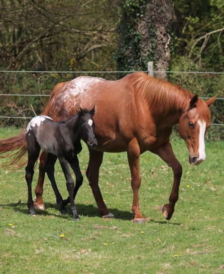 Poulinière Appaloosa, championne de reining