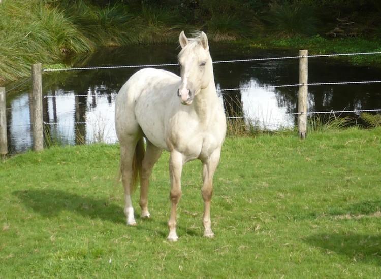 Elevage de chevaux Appaloosa DJ Ranch Morbihan