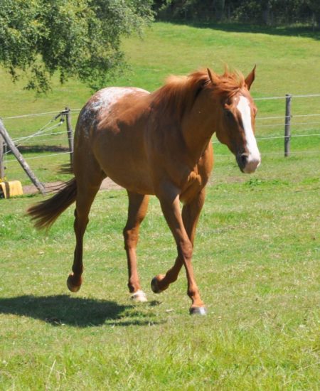 Poulinière Appaloosa, championne de reining