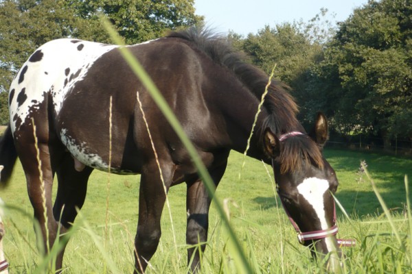 Pension pour chevaux, Morbihan 56