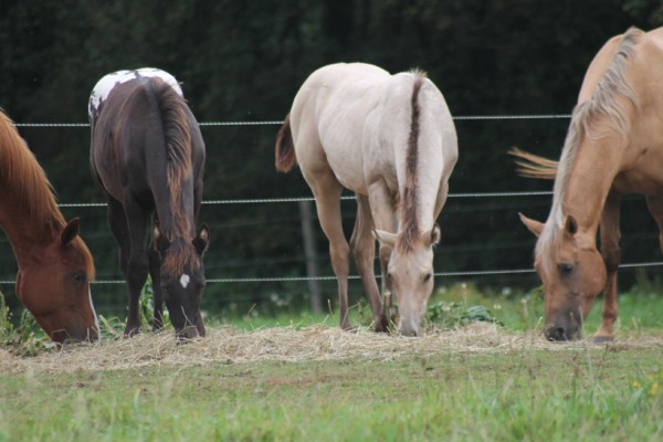 Pension pour chevaux, Morbihan 56