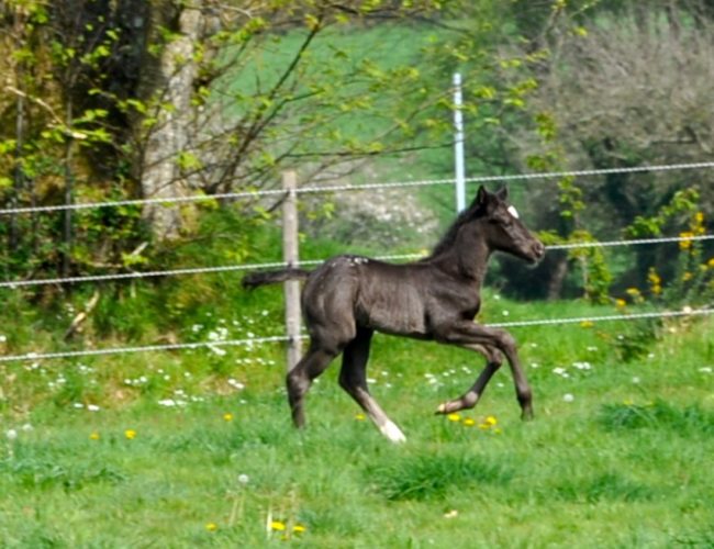Pouliche appaloosa au pré du DJ APPALOOSA RANCH Pouliche appaloosa au pré du DJ APPALOOSA RANCH
