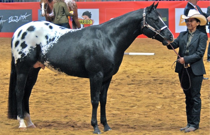 Equita 2010 Joss et son stallion CB SKIP'S COWBOY