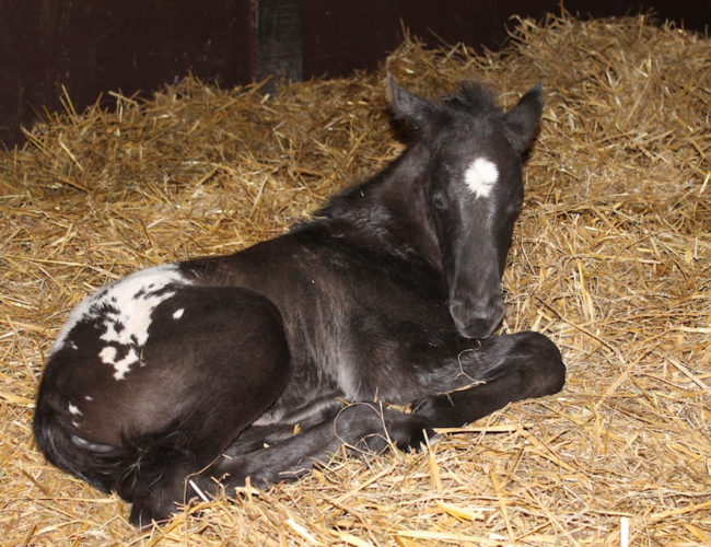 DJANGO LITTLE SKIP appaloosa né au ranch DJANGO LITTLE SKIP appaloosa né au ranch