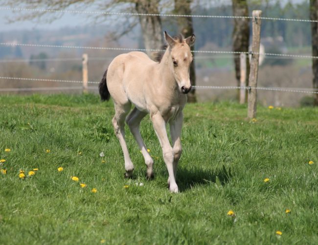 Dunit au pré poulain quarter horse Dunit au pré poulain quarter horse