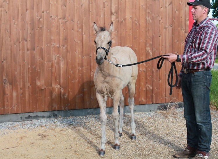 DUN IT STARLIGHT Quarter HORSE au DJ APPALOOSA RANCH