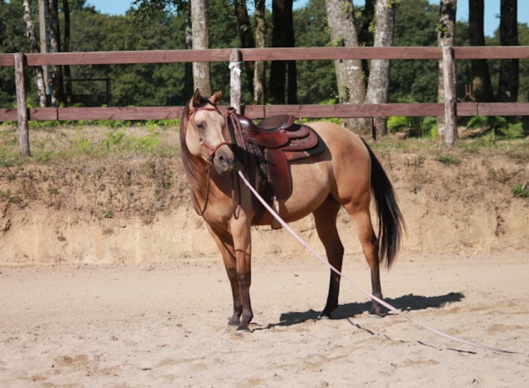 Pré débourrage de Lynco au DJ APPALOOSA RANCH
