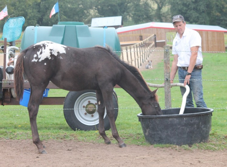 Django à l'abreuvoir