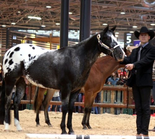 Championnat de France du DJ APPALOOSA RANCH