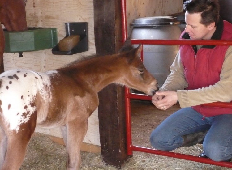 Indy Jac Flash au box