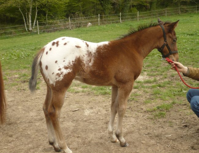 Premier poulain né au DJ APPALOOSA RANCH Premier poulain né au DJ APPALOOSA RANCH