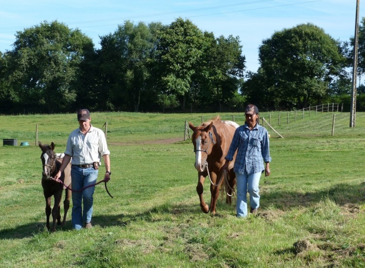 poulinière et son poulain au ranch