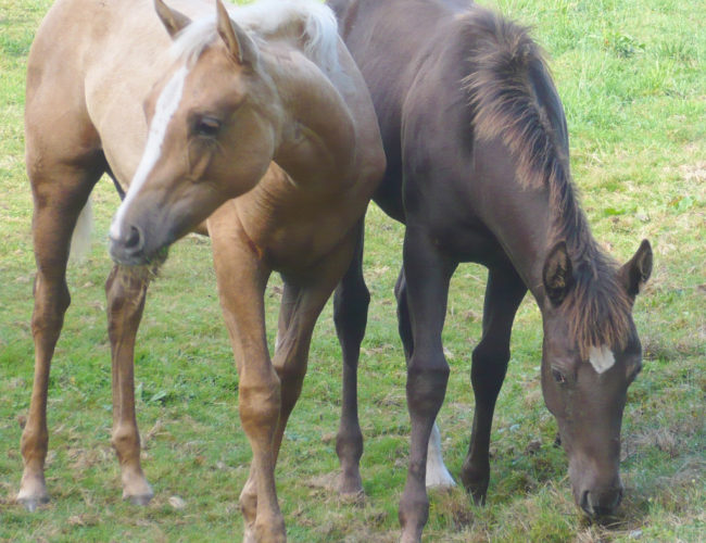 pouliches quarter horse et appaloosa