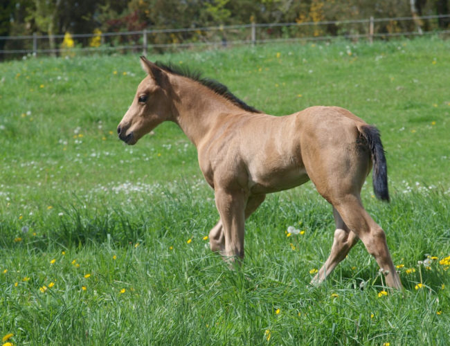 DJ lynco jac au dj appaloosa ranch dj lynco jac au dj appaloosa ranch