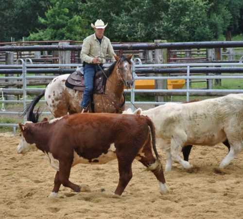 Concours cutting pour le DJ APPALOOSA RANCH