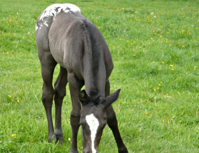 DJ MEETLE SKIP pouliche née au DJ APPALOOSA RANCH DJ MEETLE SKIP pouliche née au DJ APPALOOSA RANCH
