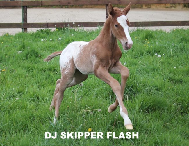 11157566_820947344668963_8796799254539650214_o