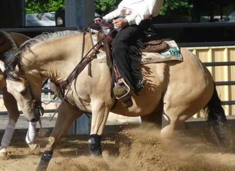 équitation western